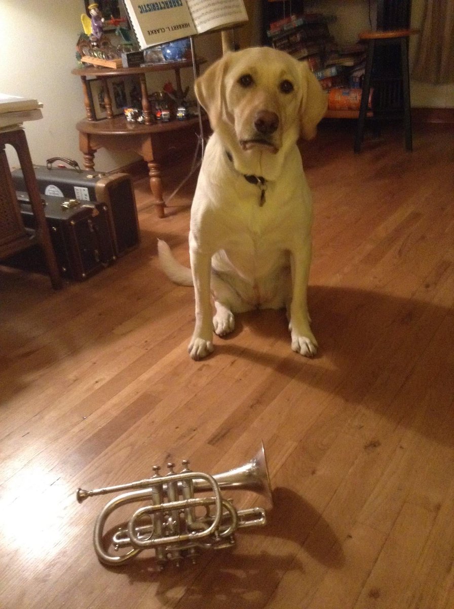 Labs and music