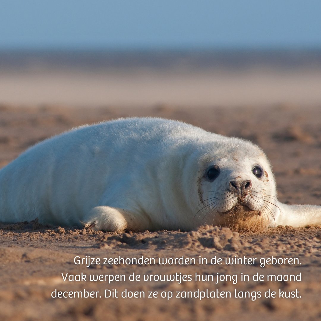 IVNNederland's tweet photo. Grijze #zeehonden zijn kerstkinderen! ๐ผ๐ฝ De pups worden ook wel #huilers genoemd, omdat ze een huilend geluid maken om in contact te blijven met hun moeder. Zodra ze zelfstandig worden stoppen ze hiermee.
#grijzezeehond #kegelrob #kerstkindje https://t.co/UsAAyQR7k7