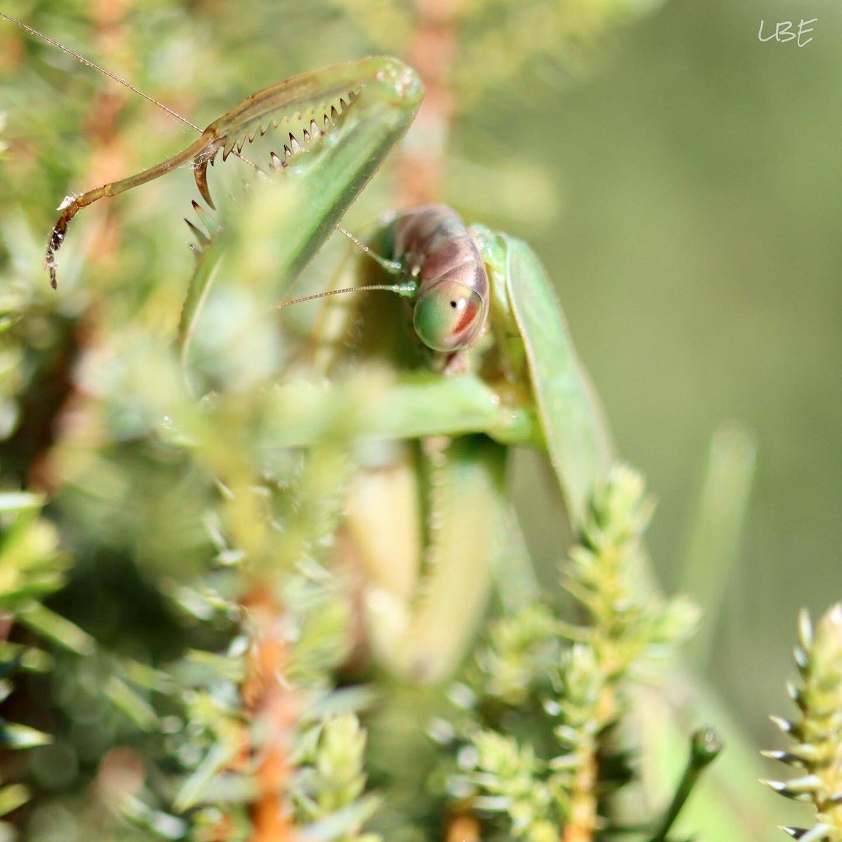 LisaNaturePhoto's tweet photo. “Every kid has a bug period... I never grew out of mine.” -E.O. Wilson
#mantis #eggsac #ootheca #prayingmantis #amazinginsects #insectphotography #naturephotography #macrophotography #canoneos90d #teamcanon #naturelovers https://t.co/mT4g9KPEJ1