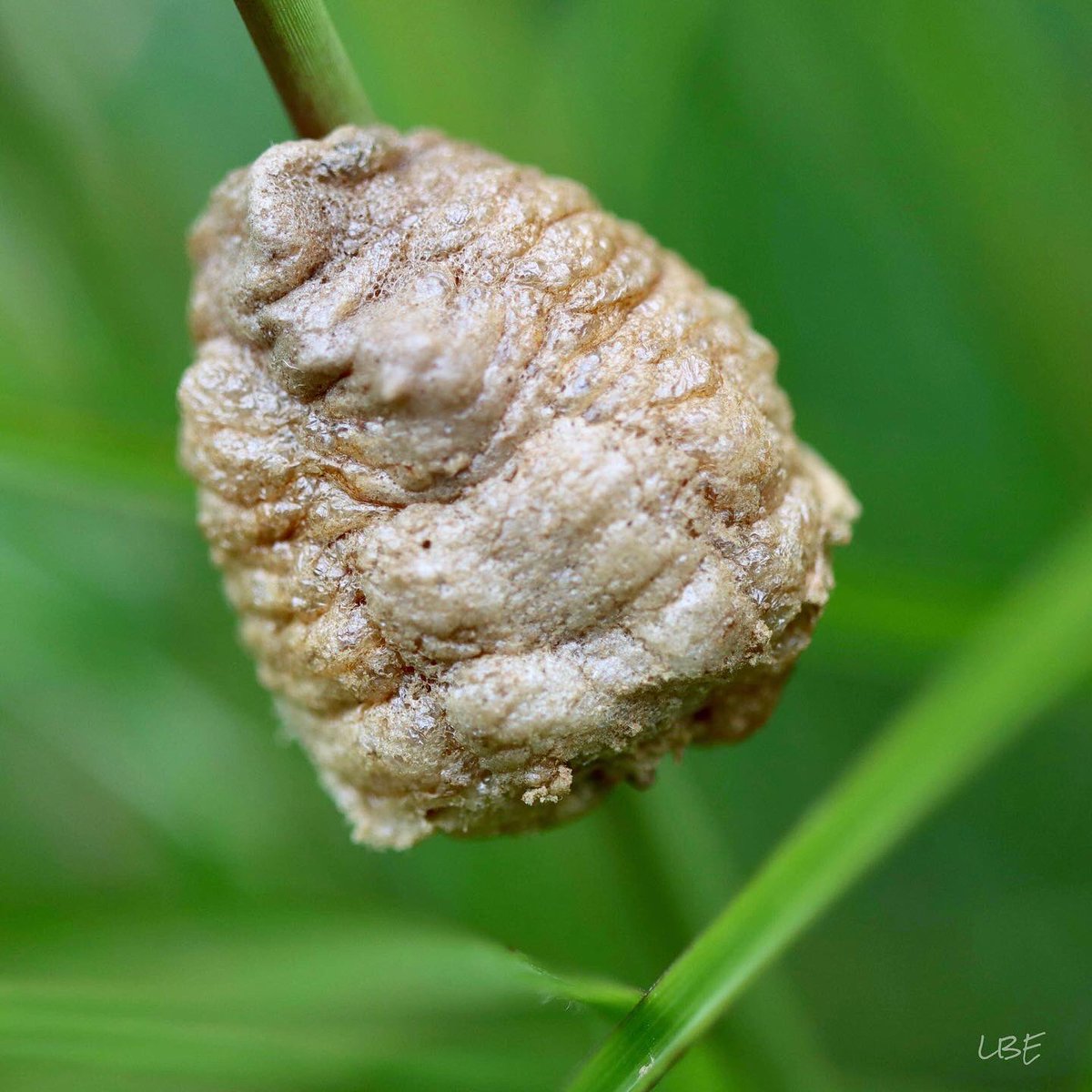 LisaNaturePhoto's tweet photo. “Every kid has a bug period... I never grew out of mine.” -E.O. Wilson
#mantis #eggsac #ootheca #prayingmantis #amazinginsects #insectphotography #naturephotography #macrophotography #canoneos90d #teamcanon #naturelovers https://t.co/mT4g9KPEJ1