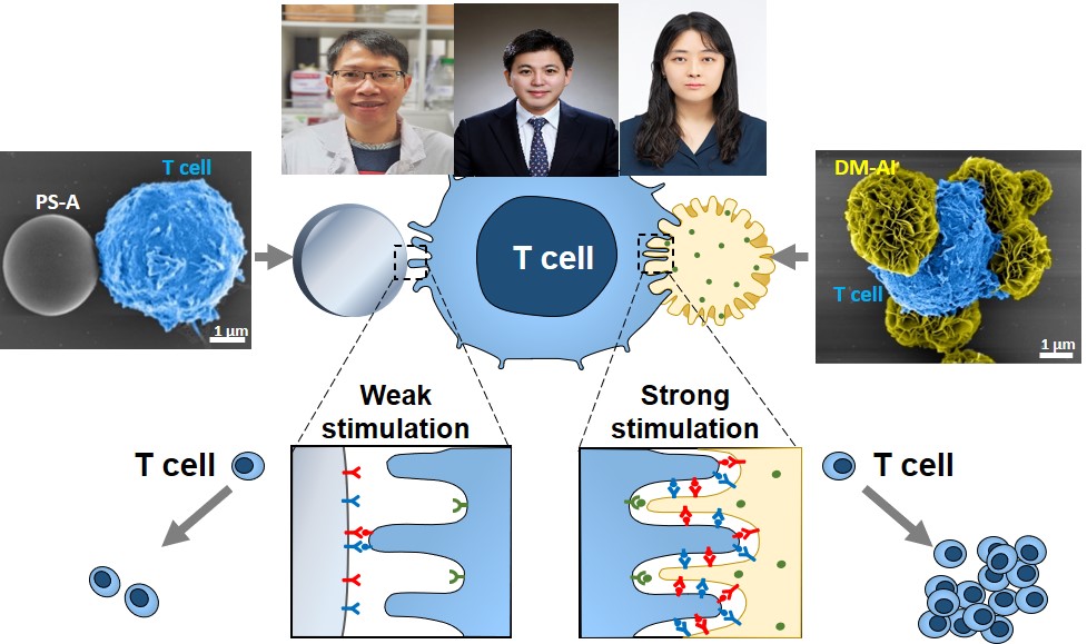 YuKyoungOh1's tweet photo. Glad to share our open access paper ‘DNA-based artificial dendritic cells for in situ cytotoxic T cell stimulation and immunotherapy,’ out in @BioactiveMat. Thanks to @LeViet0411 @jaiwoo_lee and @GayongShim. @SNU_Pharm 
#DNAmicroflower 
https://t.co/4xU1bkGSv1 https://t.co/ucyZrDXBmF
