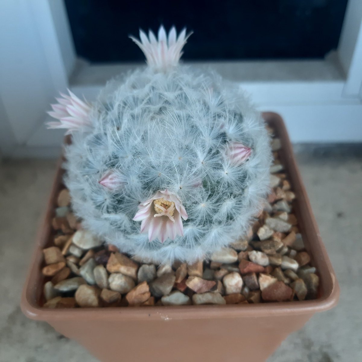 กระบองเพรชออกดอกแล้วเย้ กลิ่นหอมมาก