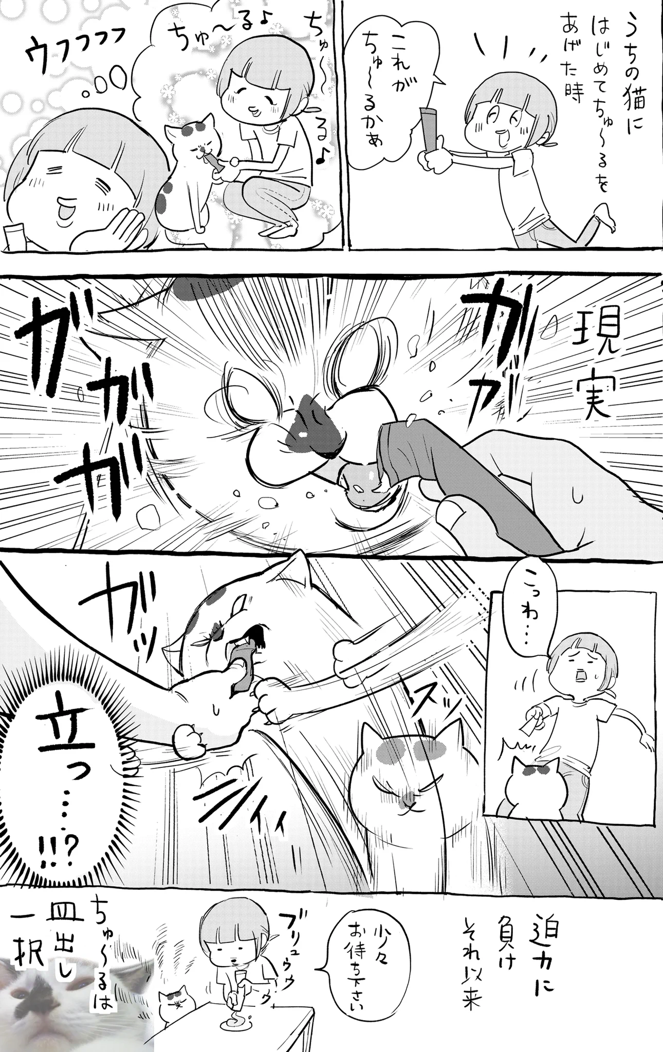 犬と猫を同時に飼育してると分かる、おやつの時の反応の違い！