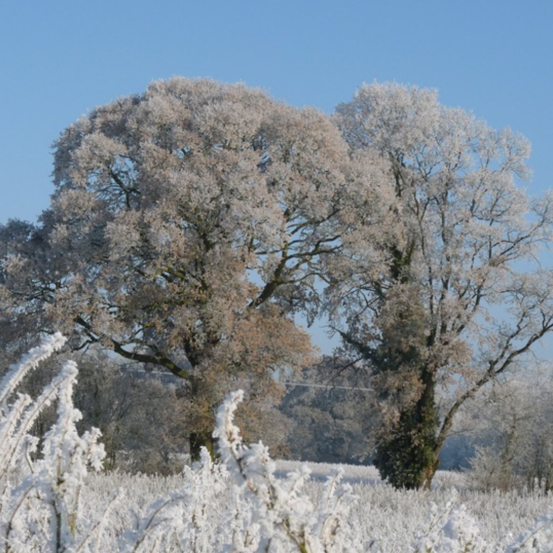 Whos out for a winter walk today? 

#winterwalk #winterwonderland #christmaswalk #frostydays #familywalk #festive #coldweather