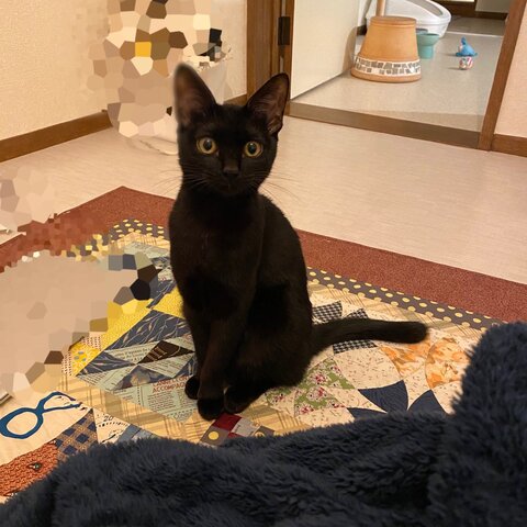 【びっくりハプニング】避妊手術が終わった猫を迎えに行ったら…… 先生に「非常にご立腹なので」と言われた話 https://t.co/3fWwPlOxPz @itm_nlabより 