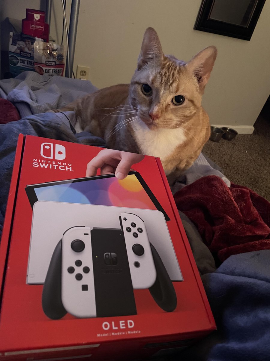 Nintendo cat