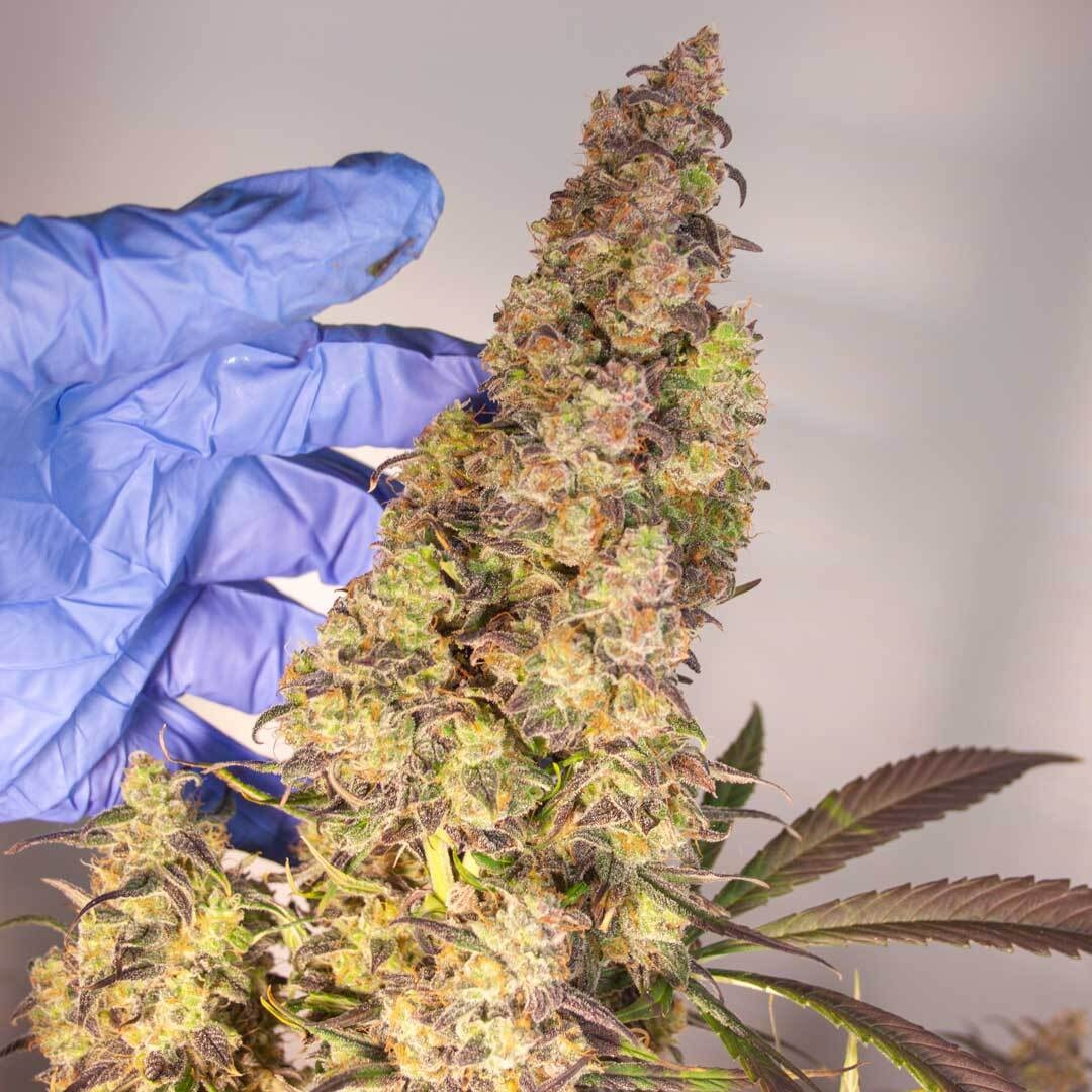 DutchPassion_'s tweet photo. Auto Colorado Cookies 🇺🇲🍪
This strain is known for her very tasty, super sweet and fruity buds. A delight for fans of USA cannabis strains.
#autocoloradocookies #flower #flowers #auto #theartist #dutchpassion #happymonday #qualityiseverything https://t.co/0D04OLgIZ5