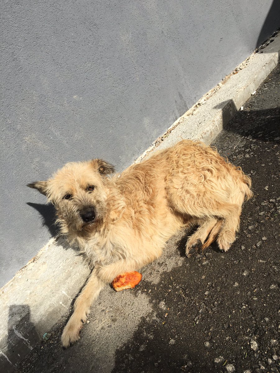Şu poğaçayı yanında taşıyor, yemiyor ama yemek için yanında taşıyor. 3 kez yattığı yeri değiştirdi. Her seferinde de poğaçayı alıp yanında götürdü. Ağlıycam ya…