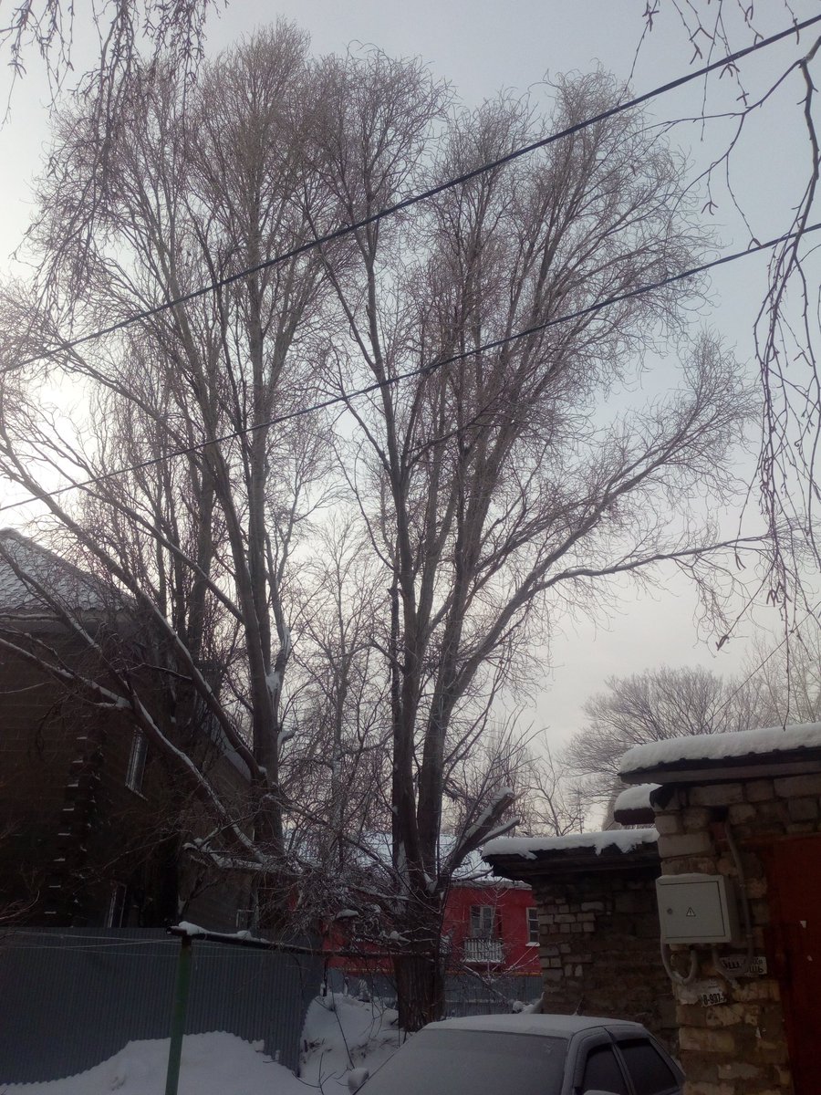 nasmas94's tweet photo. @SamMobilePriem @krasnoglin_adm работники пилят деревья над проводами, за это спасибо, нельзя ли сразу зацепить еще несколько веток над машиной и березу. Березу задевает мусоровоз, а над машиной ветка если упадет, то тоже на провода упадет и на машину. https://t.co/6HoXDFCKZt