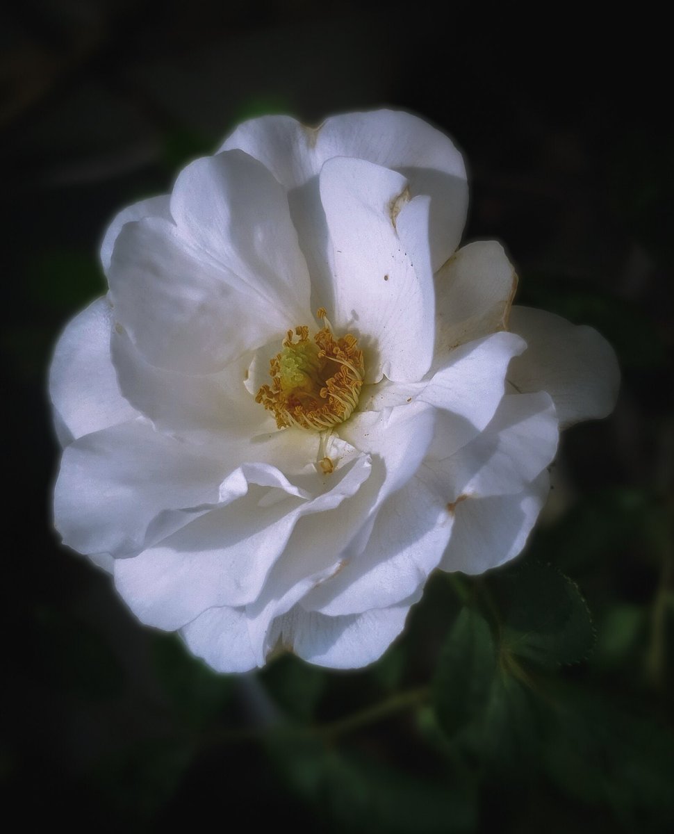 🤍
happy #RoseWednesday