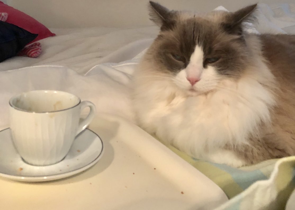 DominiqueLUNEL's tweet photo. 📢Bonjour a Tous je Vous offre Votre 1 er p’tit café couché ?
Bonne journée à Tous 🎄
🐾Aristote https://t.co/QPDx8H1YlG