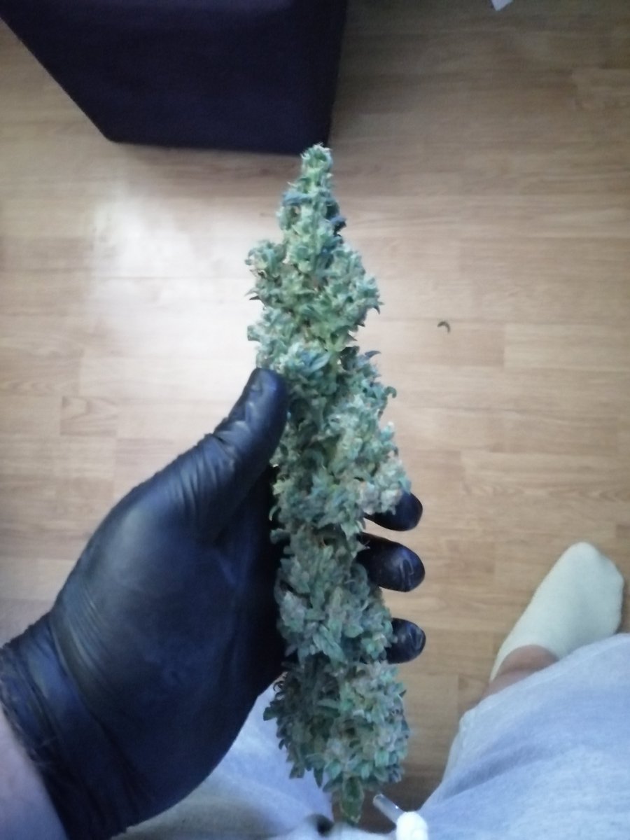 Slavic_Juice's tweet photo. To be fair i have never bought weed. All i smoked was grown by myself.

And i love growing buds as big as dick 😜 https://t.co/0PwecLLNVp