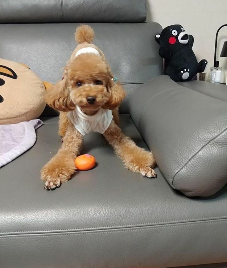 gummysmilelover's tweet photo. Holly, tangerine, shooky.... This is the most yoongi-est photo I've ever seen and Yoongi is not even in it https://t.co/Ib6GDTNckr