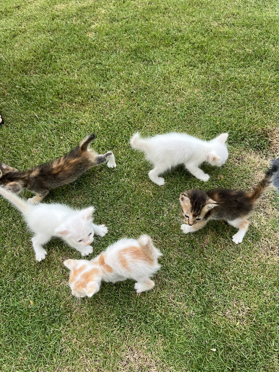 tahaneeshauki's tweet photo. i hope this photos of rescued kitties will make your day hehe https://t.co/MlpKQmhgrV
