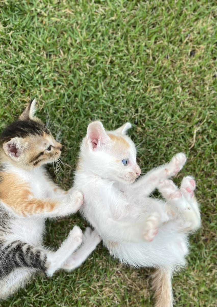 tahaneeshauki's tweet photo. i hope this photos of rescued kitties will make your day hehe https://t.co/MlpKQmhgrV
