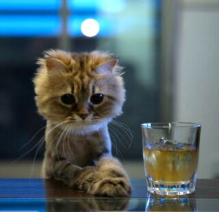 Окно (конечно же Овертона) моих алкогольных возможностей все больше закрывается. К 43 годам - не более полбутылки некрепкого пива. Иначе ноги начинают отниматься и поутру опухаю. Вино - та да фигня .