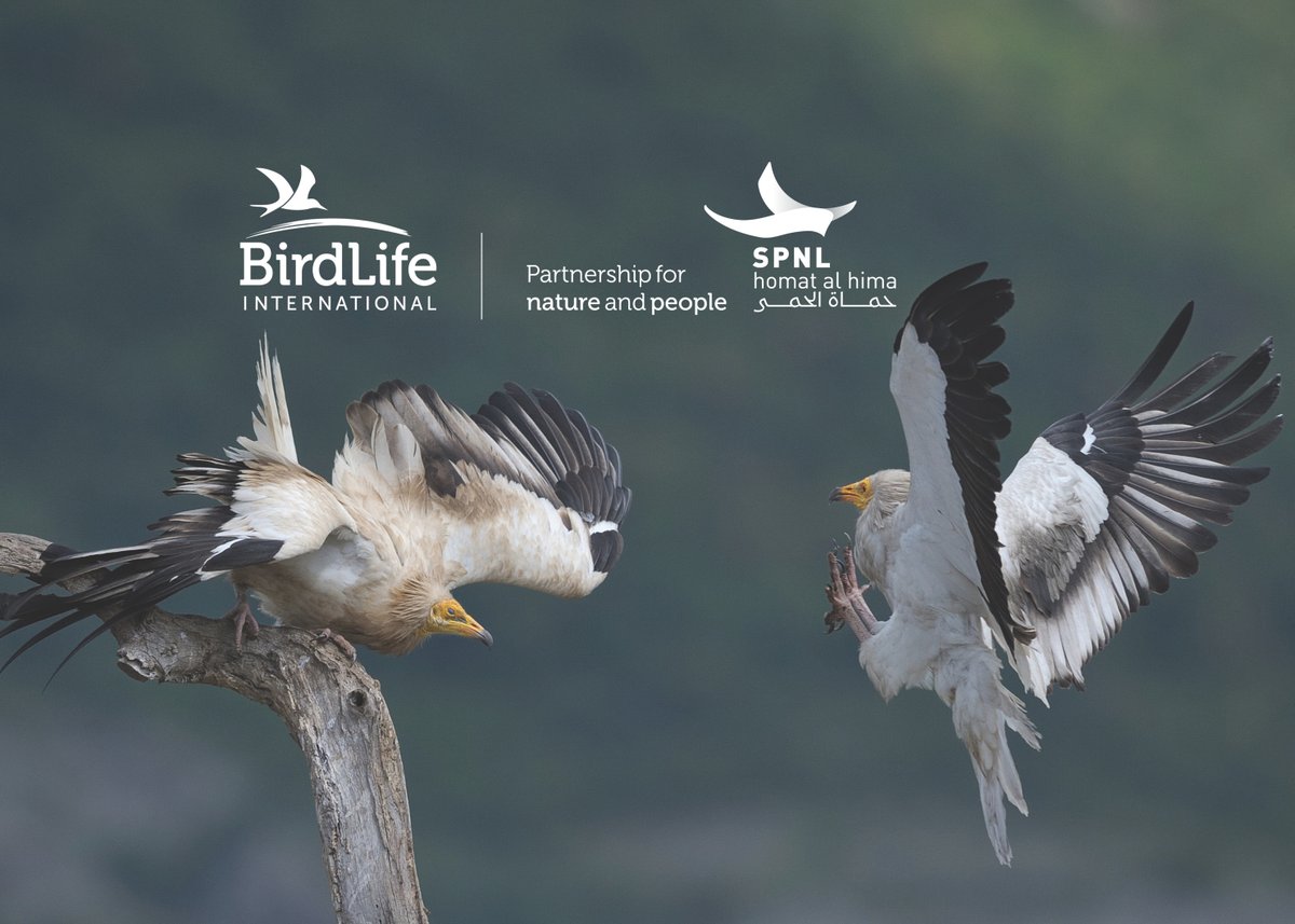 Toyourna | طيورنا tweet media