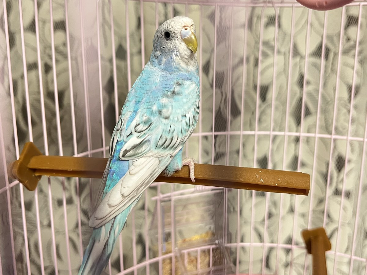 unfaf's tweet photo. 昨日保護したセキセイインコ、一夜明けてかなり落ち着いた模様。ご飯も水もモリモリ食べてブリブリ出してるし取り敢えずは一安心っぽい？😅
取り敢えず、年始まではウチで面倒見るとしますか〜。🦜 https://t.co/ifocTd3jFJ