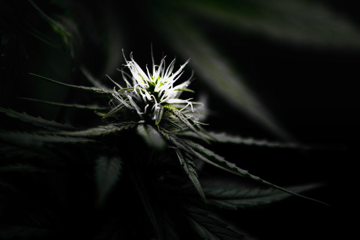Slavic_Juice's tweet photo. Imagine how awesome would weed looked if pistils were glowing 😍

#photography #WeedLovers #WeedLife https://t.co/iU0Fftm3VE