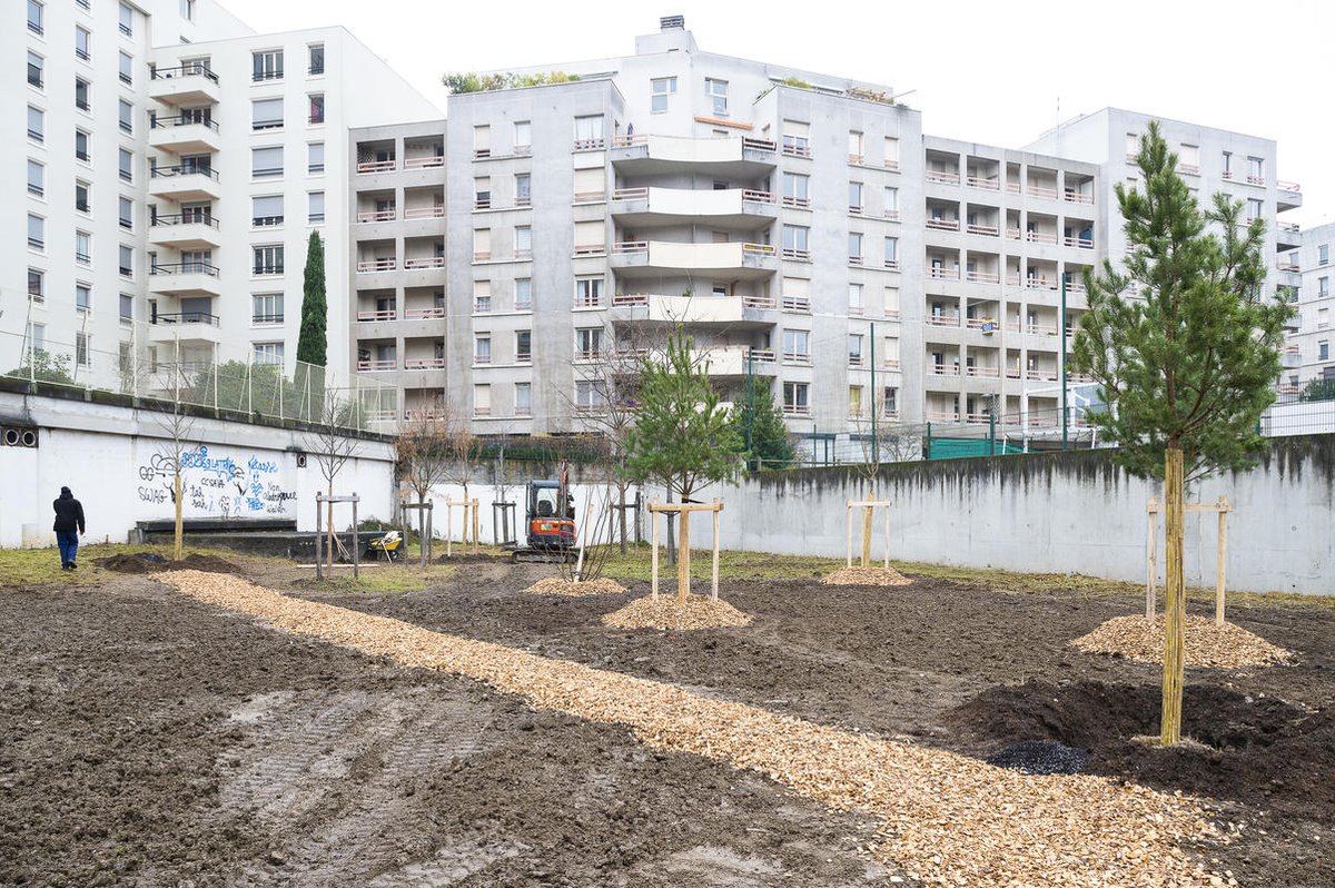 grandlyon's tweet photo. [Voté en conseil] 🌳 La Métropole de #Lyon souhaite augmenter le nombre d'arbres plantés dans notre territoire, partout où c'est possible. C'est pourquoi, elle va soutenir financièrement les projets de plantations d'arbres dans les copropriétés privées. 👇 https://t.co/biY55v6Usz https://t.co/V8N2nk5gXJ