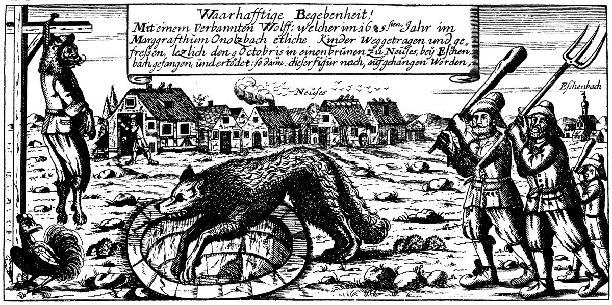 アンスバッハの狼
1685年、アンスバッハ侯領において家畜や人間を襲った人食い狼。アンスバッハの市民は狼人間だと信じ、森から追い立てると井戸に追い込んで殺害した。狼の死骸は男物の服と鬘、顎髭を付けられて絞首台に吊るされた。 