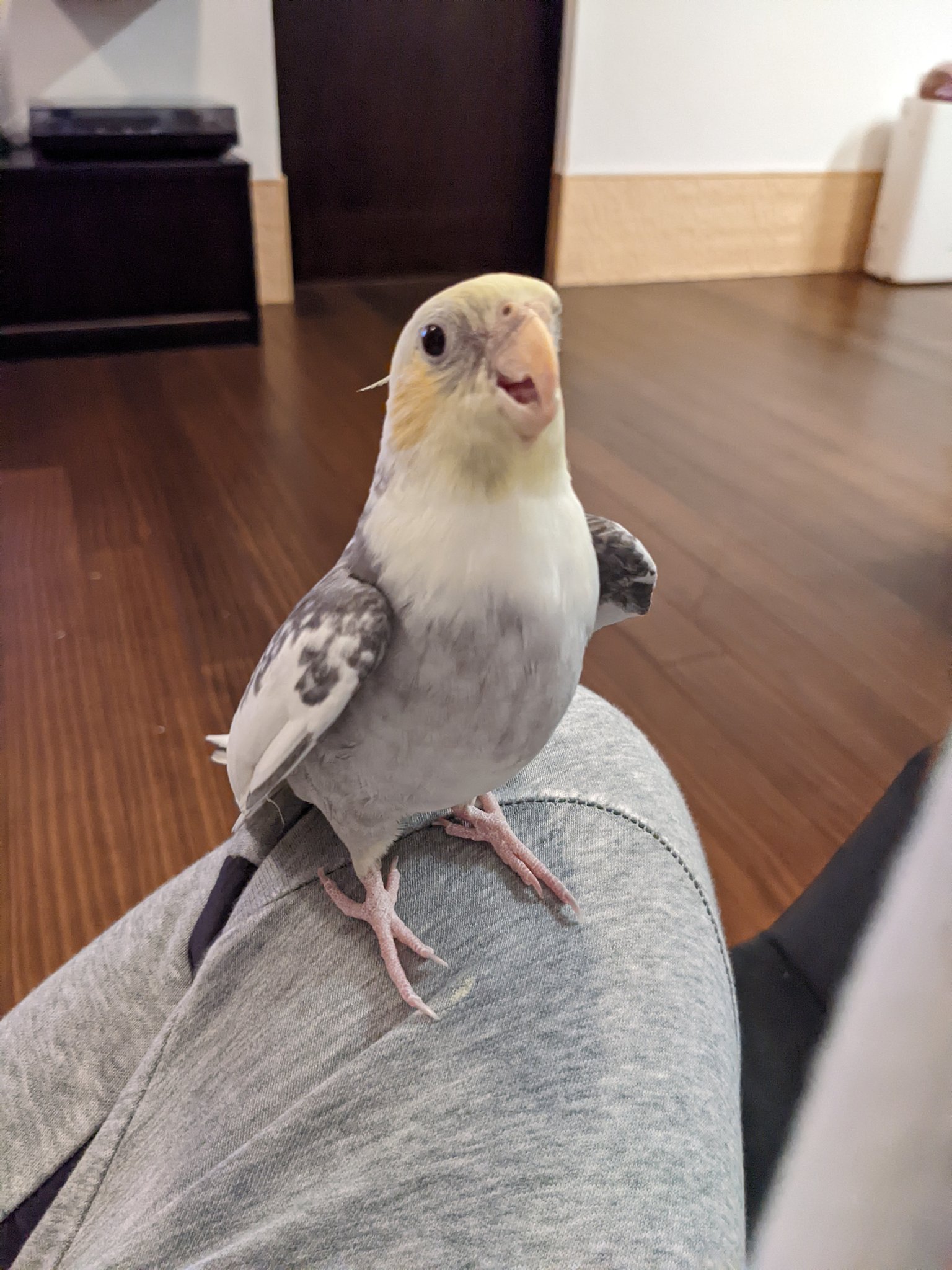 オカメインコのぴーなっつ Peanuts Bird3 Twitter