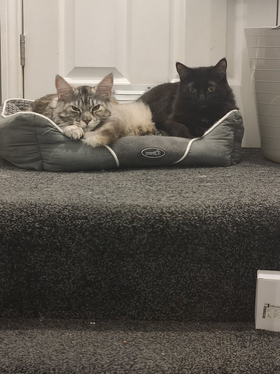 CRogansky's tweet photo. @ClareBreedon These are my two shadow 1year (black ragdoll) and solstice 9 months (grey Maine coon) shadow is loving but on his terms will happily sit on your knee ❤️ and solstice is the most affectionate, attention seeking loving bundle of fluff ever who loves belly rubs!! ❤️ https://t.co/dzeTyFUexW