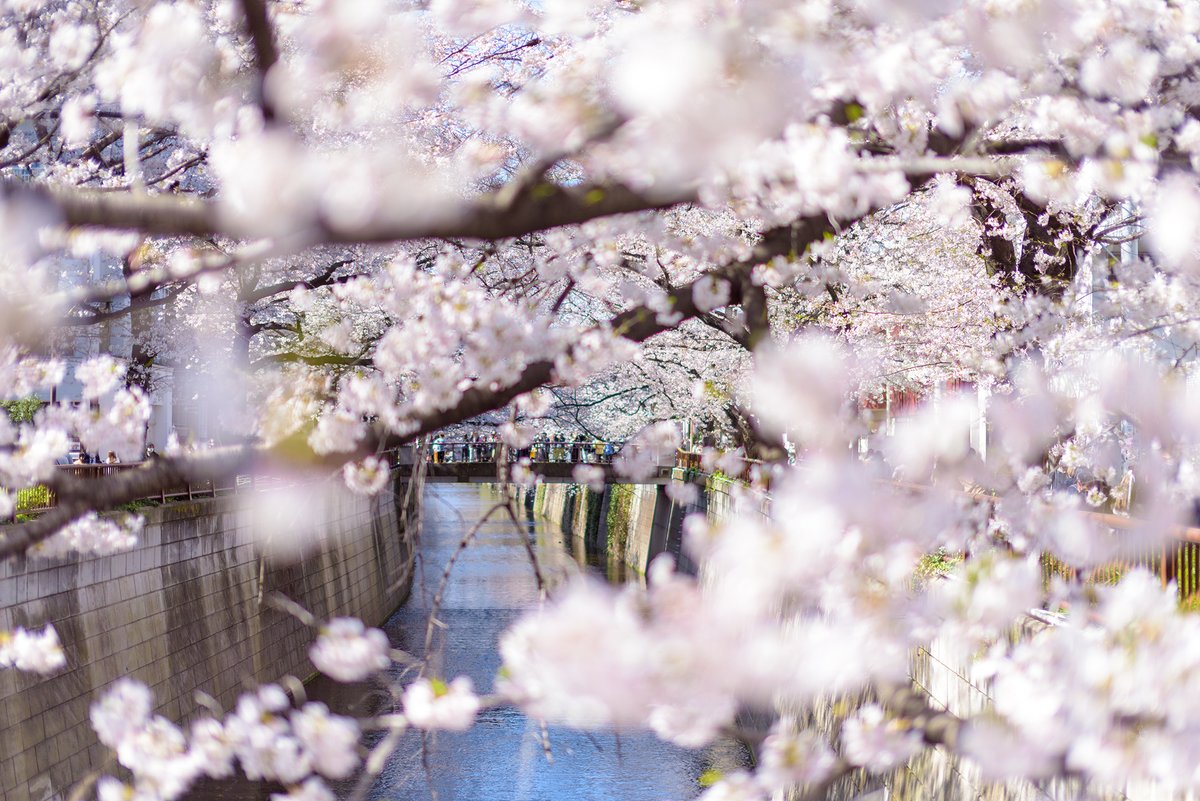 omsbx's tweet photo. 今年の4枚

銀杏が今年一番のお気に入り
（ナンバー加工済み）

#2021年を写真で振り返る 
#2021年を写真4枚で振り返る 
#東京カメラ部
#東京写真部
#ファインダー越しの私の世界 https://t.co/y74zXccuY7