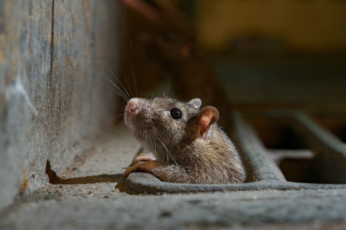 <a href="/guratt1/">guratt</a> <a href="/amfeix/">AMFEIX</a> <a href="/amfeix/">AMFEIX</a> rats live in the filthiest sewer. They are hiding somewhere in the underground.
<a href="/HMRCgovuk/">HM Revenue & Customs</a> <a href="/FBI/">FBI</a> <a href="/NSACyber/">NSA Cyber</a> <a href="/TheFCA/">Financial Conduct Authority</a> 
<a href="/SecretService/">U.S. Secret Service</a> <a href="/DHSgov/">Homeland Security</a> <a href="/INTERPOL_HQ/">INTERPOL</a> 
<a href="/Europol/">Europol</a> <a href="/EC3Europol/">EC3</a> 
<a href="/We_Are_Many__/">We Are Many</a> <a href="/amfeixinvestors/">Amfeix-Investors</a> <a href="/AmfeixE/">amfeix.evidence</a>  
@amfeix_news <a href="/AmfeixVictim/">AmfeixVictim</a> @amfeix_gov
<a href="/Cointelegraph/">Cointelegraph</a>