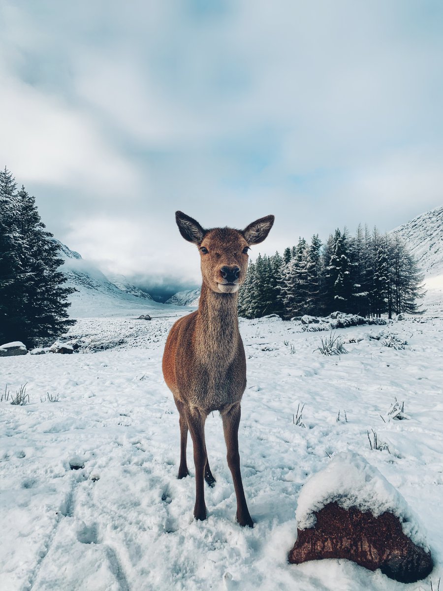 folknstory's tweet photo. Ray, a drop of golden sun 🦌

#Glencoe #Scotland #Deer @VisitScotland https://t.co/WDScKuEju5