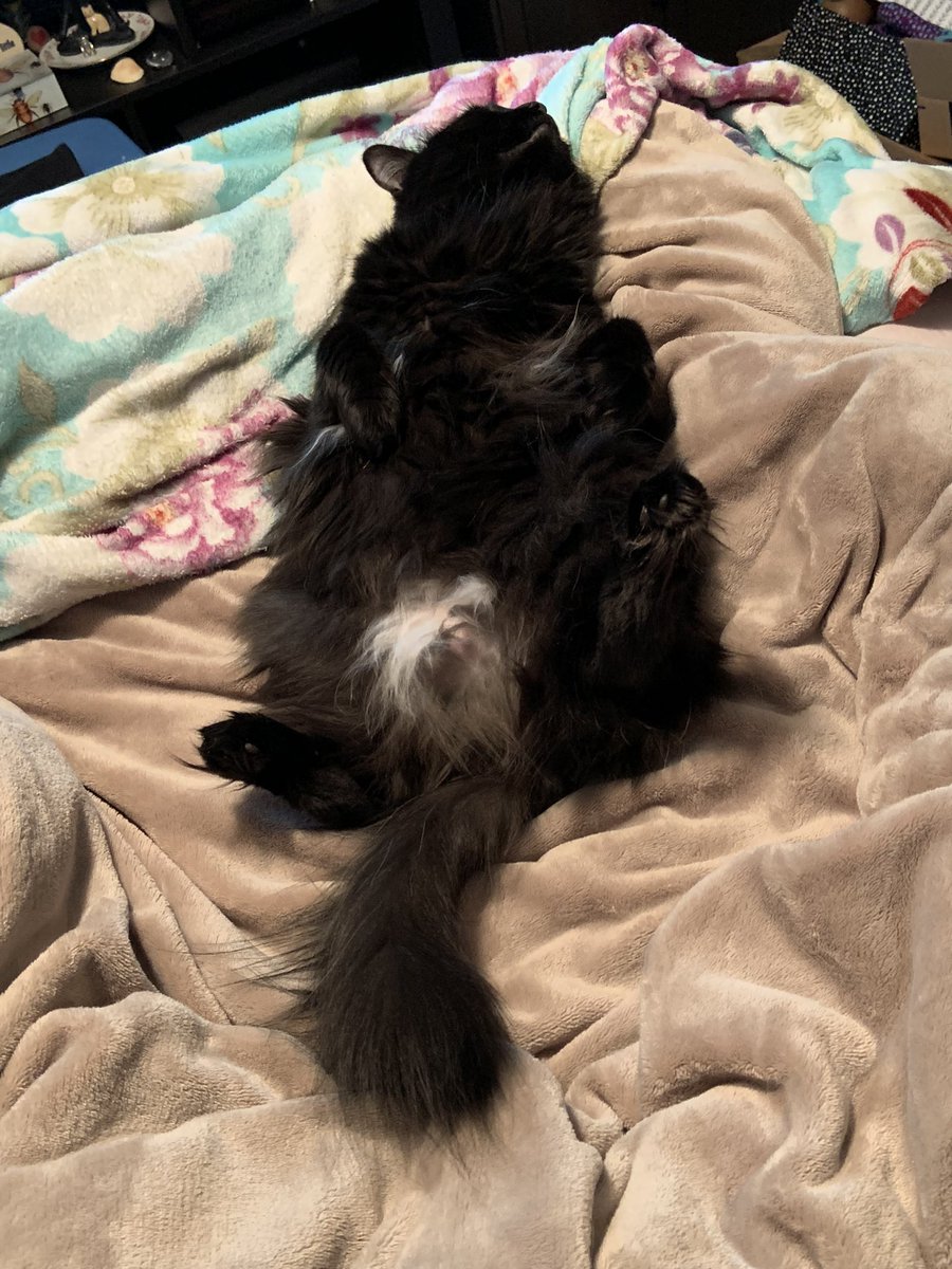 FizzyMayFire's tweet photo. @lukewaale She likes to lay like a lady 🤷🏼🤣💜 https://t.co/Qb4RpE4q63