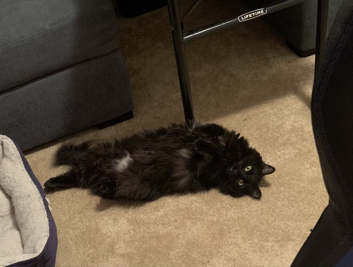 FizzyMayFire's tweet photo. @lukewaale These are my fur babies Wall-E (white), Nitro (gray), and Lena (Black) https://t.co/n5IU0tirzy