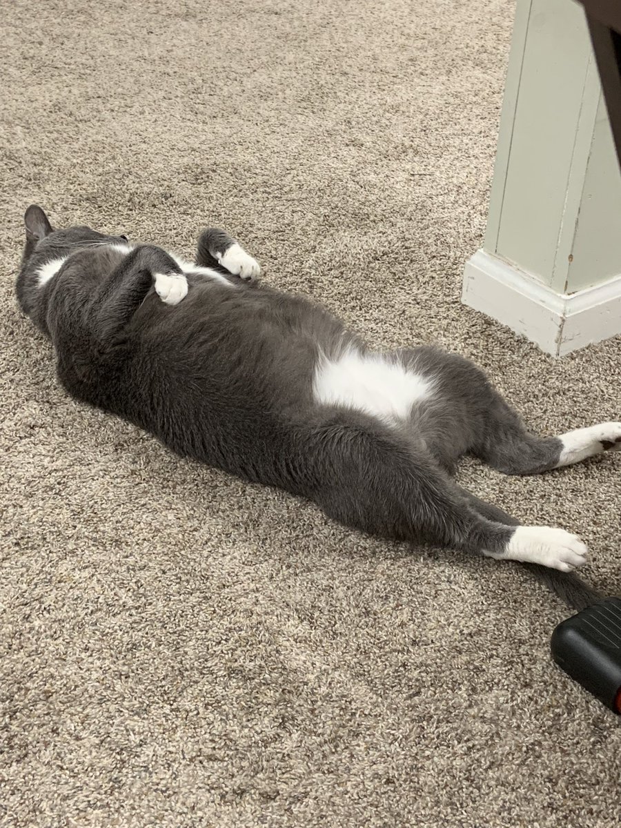 FizzyMayFire's tweet photo. @lukewaale These are my fur babies Wall-E (white), Nitro (gray), and Lena (Black) https://t.co/n5IU0tirzy