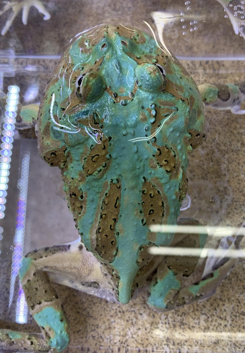 クラジェットガエル 絵の具のようなエメラルドグリーンが美しいクラン