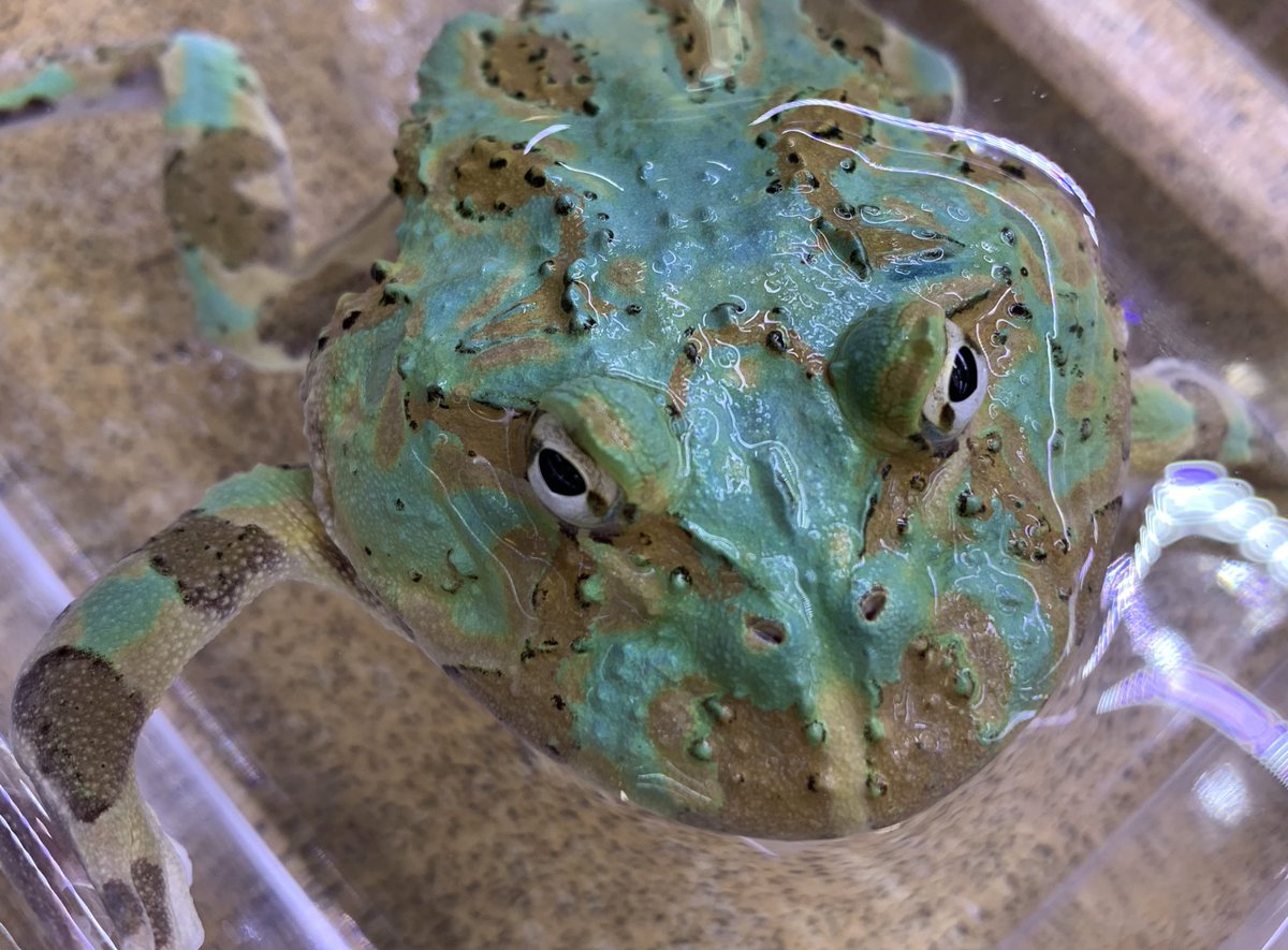 クラジェットガエル 絵の具のようなエメラルドグリーンが美しいクラン