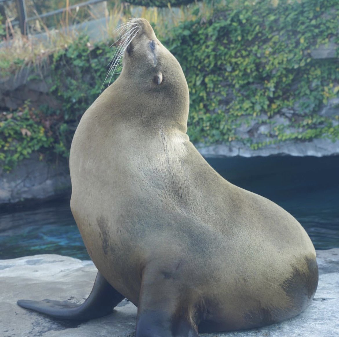 kappamovie's tweet photo. 【上野動物園】
@UenoZooGardens 
パンダ見たかったんですがタイミング悪く見れず😵
またリベンジするぞー！！

#上野動物園
#zoo
#animal
#写真
#撮って出し
#フォト
#パパカメラ
#SONY
#a7iii
#Tamron
#タムロンレンズ 
#動画クリエイター
#動画編集者
#動画編集
#動画撮影
#映像制作
#kappamovie https://t.co/jh0mG6YK9a