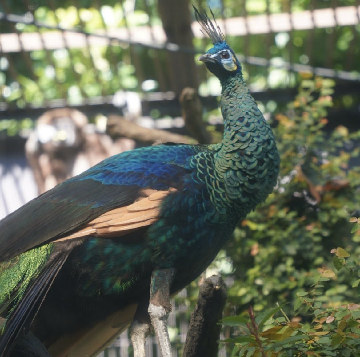 kappamovie's tweet photo. 【上野動物園】
@UenoZooGardens 
パンダ見たかったんですがタイミング悪く見れず😵
またリベンジするぞー！！

#上野動物園
#zoo
#animal
#写真
#撮って出し
#フォト
#パパカメラ
#SONY
#a7iii
#Tamron
#タムロンレンズ 
#動画クリエイター
#動画編集者
#動画編集
#動画撮影
#映像制作
#kappamovie https://t.co/jh0mG6YK9a