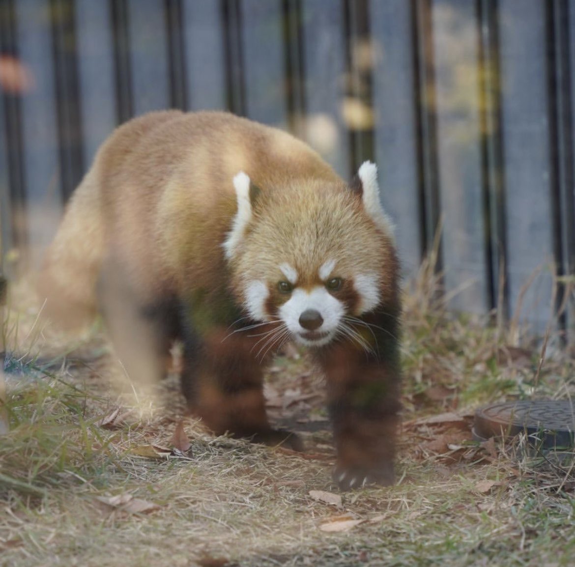 kappamovie's tweet photo. 【上野動物園】
@UenoZooGardens 
パンダ見たかったんですがタイミング悪く見れず😵
またリベンジするぞー！！

#上野動物園
#zoo
#animal
#写真
#撮って出し
#フォト
#パパカメラ
#SONY
#a7iii
#Tamron
#タムロンレンズ 
#動画クリエイター
#動画編集者
#動画編集
#動画撮影
#映像制作
#kappamovie https://t.co/jh0mG6YK9a