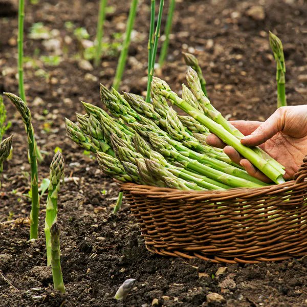 ThompsonMorgan's tweet image. Fancy growing #asparagus in the spring? Now&apos;s the perfect time to prepare your bed &amp;amp; order your crowns. To learn more about growing these luxurious veggies, read our #growingguide today: thompson-morgan.com/how-to-grow-as… #GYO #GardeningTwitter