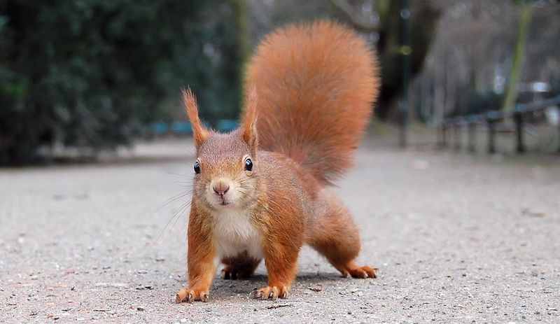 Öfke nöbeti geçiren sincap 18 kişiyi hastanelik etti artigercek.com/haberler/ofkel…