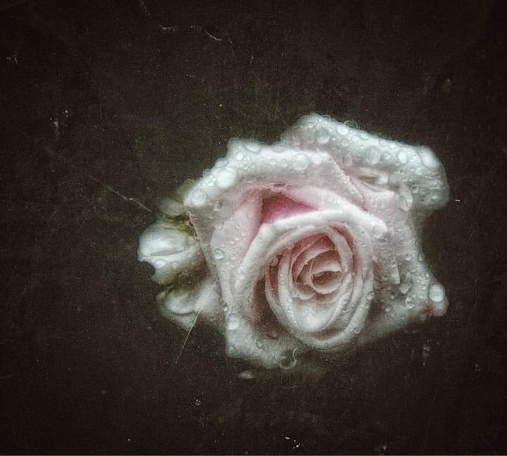 I heard things never heard:
time that flowed over my hair
silence sounded in tender glasses
and felt close to my hands
the breath of a great white rose ~
Rainer Maria #Rilke ~ 4.12.1875-29.12.1926

Foto: Silena Lambertini