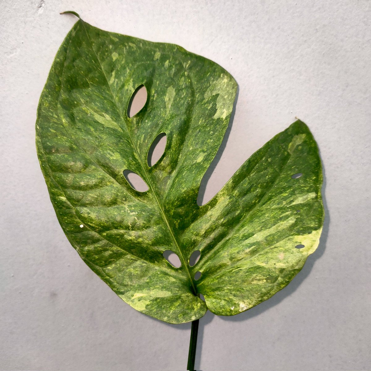 Plantdemicboy's tweet photo. Amydrium medium variegata 🍃
#plantbased #aroid #amydriummedium #planttwitter https://t.co/sBF3YeXDYJ