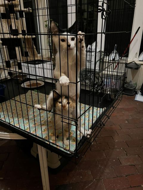 pa_pals's tweet photo. Charlie Chaplin and Thelma are ready for their furever home!
Fill out an application at:
https://t.co/XHWeuXHT3Z
#PALS #palspets #catrescue #rescuecat #animalrescue #adoptdontshop #kittenrescue #rescuekitten #devonpa #catlover #mainlinepa #acatfirchristmas #adoptme https://t.co/y2x1k1rpIA