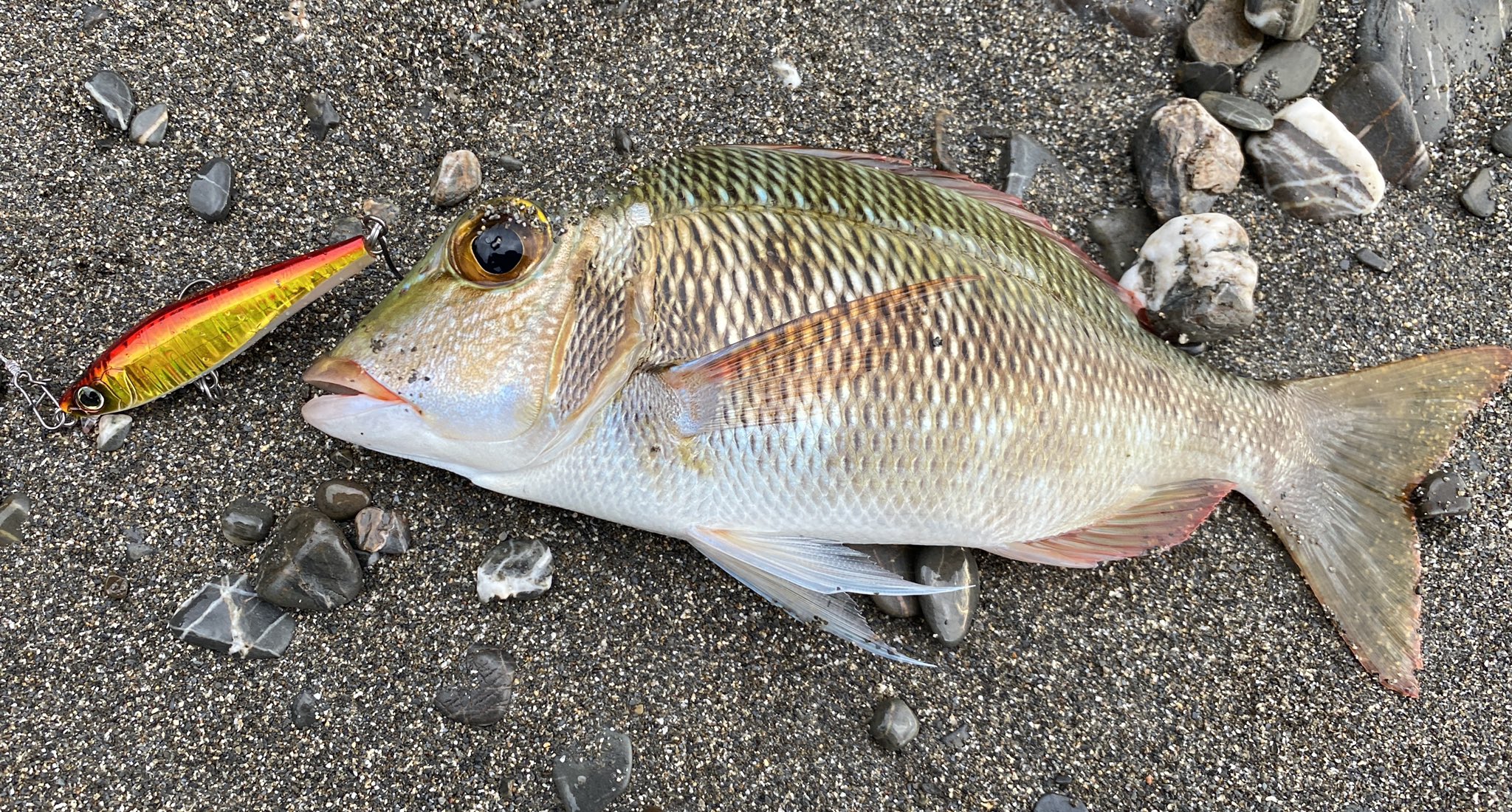 沖縄ルアーフィッシング学校 Lurefishing Oki Twitter