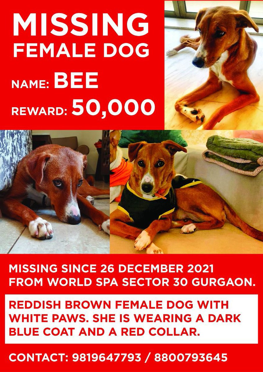 Tamseel_h's tweet photo. HELP (Specially Haryana and Gurugram twitter users) . Please share this with anyone and everyone!
#TwitterHelp #FindBee #DogsofTwittter https://t.co/bY7TaiEgeJ