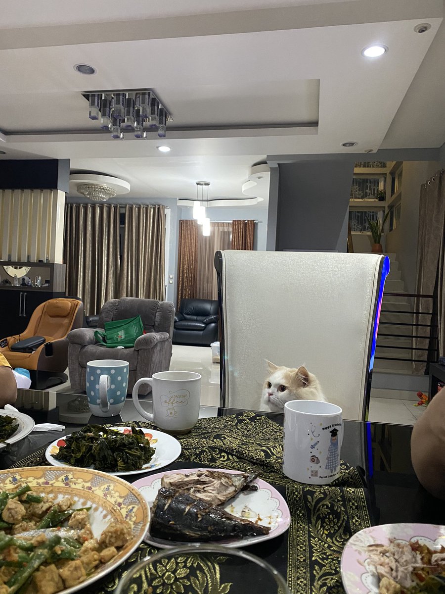 heybogosipeo's tweet image. setiap makan malem kucingku selalu join dan duduk di kursi kek gini.... kadang bingung dia kucing ap bkn🤦🏻‍♀️