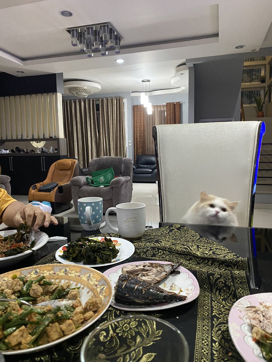 heybogosipeo's tweet image. setiap makan malem kucingku selalu join dan duduk di kursi kek gini.... kadang bingung dia kucing ap bkn🤦🏻‍♀️