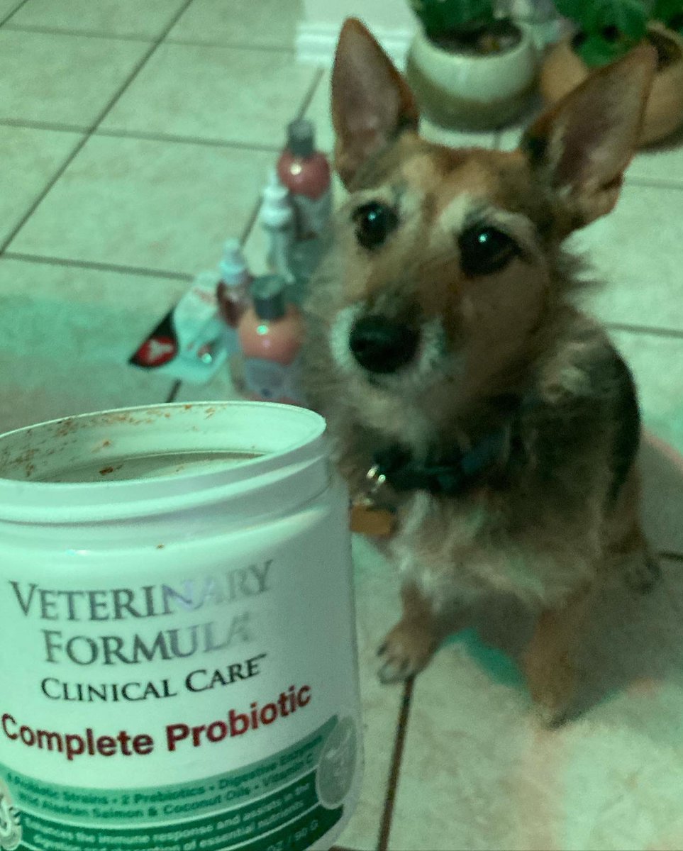 HerbieMooland's tweet photo. …to get a safe one for dogs that I’d accept. 🤷🏽‍♀️😅 Thankfully this has been an amazing start! I’ll keep y’all updated on if it really helps.
#somethingnew #hopeithelps #hopeitworks #dogprobiotics #veterinaryformula #dogsoftwitter https://t.co/qArFwGm5q6