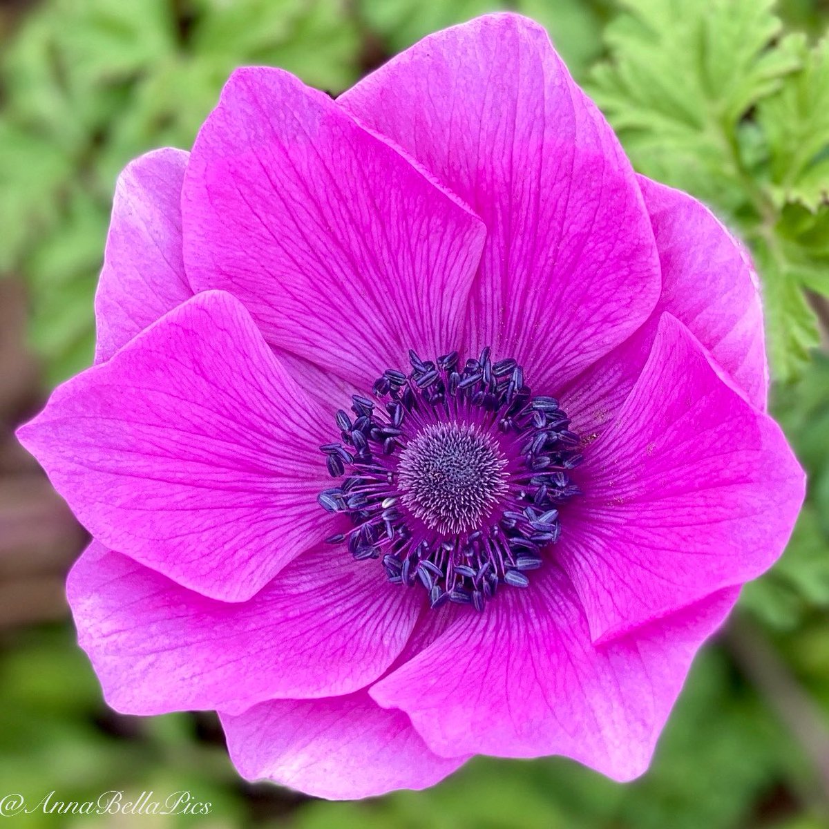 Unexpected delight to see this pop of color in December… these hot pink anemones bloomed back in April &amp; the warmer December seems to be bringing a few blooms💞 #gardening #flowers #GardeningTwitter