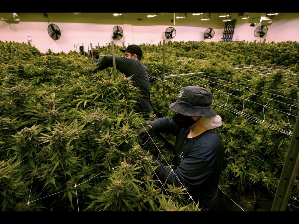 phsumm's tweet photo. Is it me? (photo from today’s WSJ) Or does it seem a bit much to mask up against COVID while working in a room full of potential THC? https://t.co/lxCo3drTpK